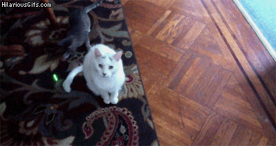 
	
	Mèo trắng: 'Nhìn xem ta có quan tâm không?'. (Ảnh: Internet)